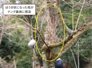 桜の枝の途中から、ほうきのように細い枝が密集して生えているテング巣病の症状。