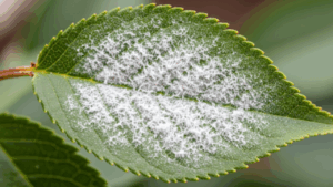 桜盆栽の葉が、うどん粉をまぶしたように白いカビ（うどんこ病）に覆われている様子のクローズアップ。