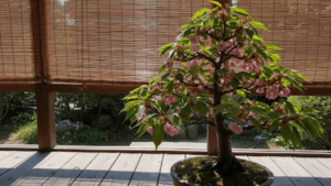 夏の強い日差しから桜盆栽を守るため、すだれを使って涼しい半日陰を作っている様子。
