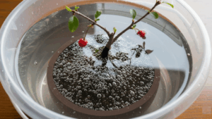 水切れを起こした桜盆栽をバケツの水に鉢ごと沈め、土に水分を吸収させる「腰水」を行っている様子。