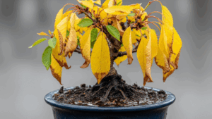 水のやりすぎで根腐れを起こし、土が常に湿った状態で葉が黄色く変色して垂れ下がっている元気のない桜盆栽。