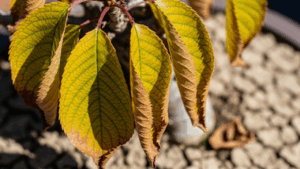 夏の強い日差しを浴び、水切れで葉先が茶色く枯れ、ぐったりとしおれている桜盆栽のクローズアップ。