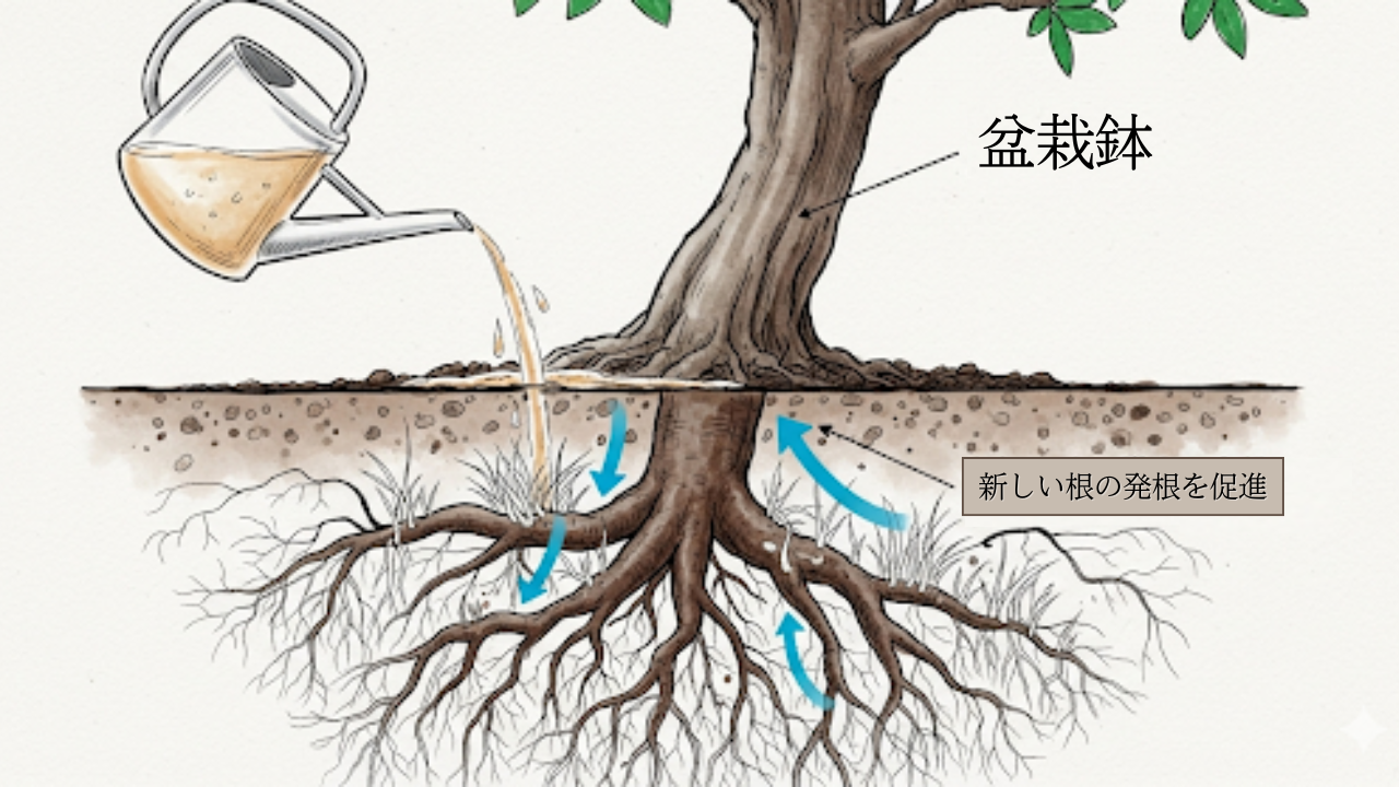 活力剤（メネデ-ル）が盆栽の土に浸透し、弱った根から新しい白い根が伸びる（発根）のを促進している様子を示した図解。