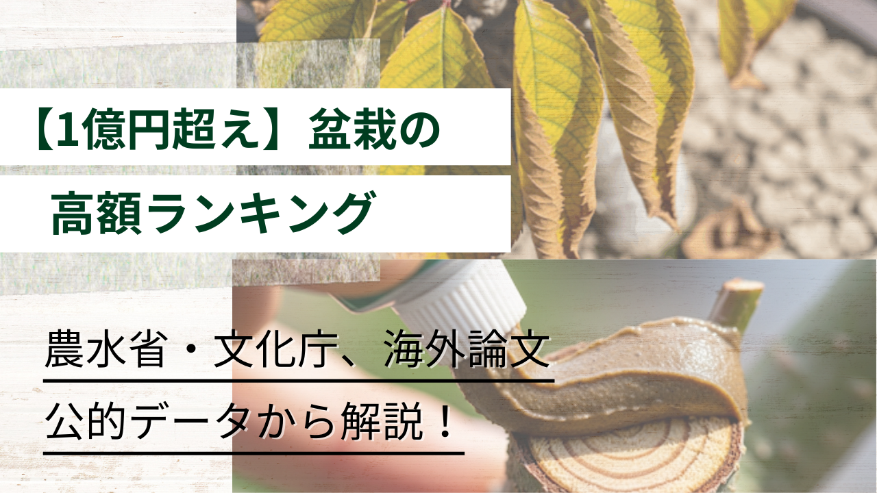 1億円超え盆栽の高額ランキング！農水省/海外データから解説 - GRNQA