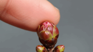 指先で桜盆栽の小さな芽にそっと触れ、生きているか弾力を確かめているクローズアップ写真。