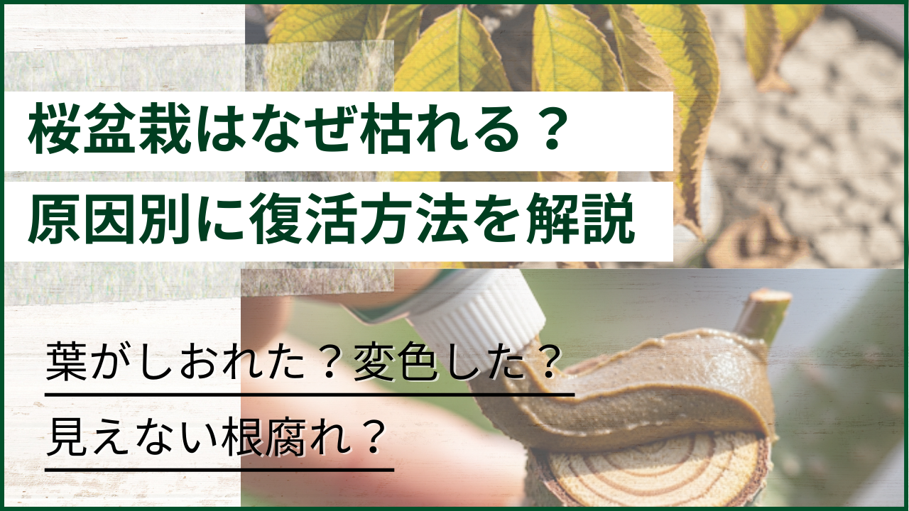 「桜盆栽はなぜ枯れる？原因別に復活方法を解説」と書かれたメインビジュアル。背景にはしおれて変色した葉、下部には「葉がしおれた？変色した？見えない根腐れ？」という問いかけと、幹の切り口に癒合剤を塗る手のクローズアップ。