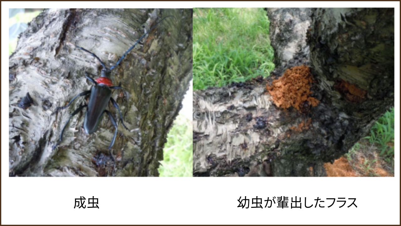 クビアカツヤカミキリの特定に役立つ2枚の写真。左は首が赤い成虫、右は幹から排出されたおがくず状のフン（フラス）。