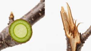 生きている桜盆栽の枝の断面（鮮やかな緑色）と、枯れた枝の断面（乾燥した茶色）を並べて比較している様子。