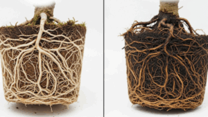 鉢から出した盆栽の根の状態を比較。片方は白くしっかりした健康な根で、もう片方は黒く変色し腐った根腐れの症状。