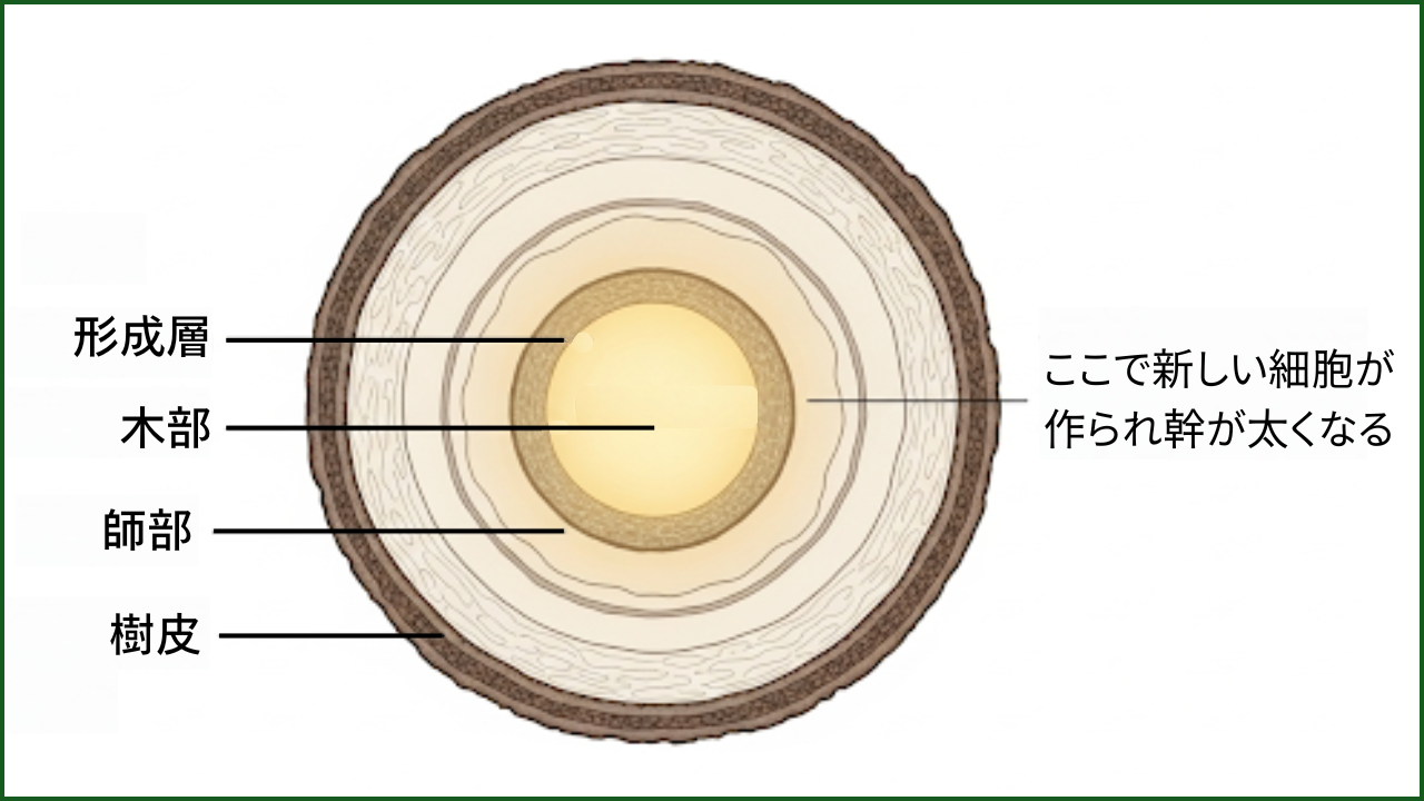 木の幹が太くなる仕組みを示す断面図