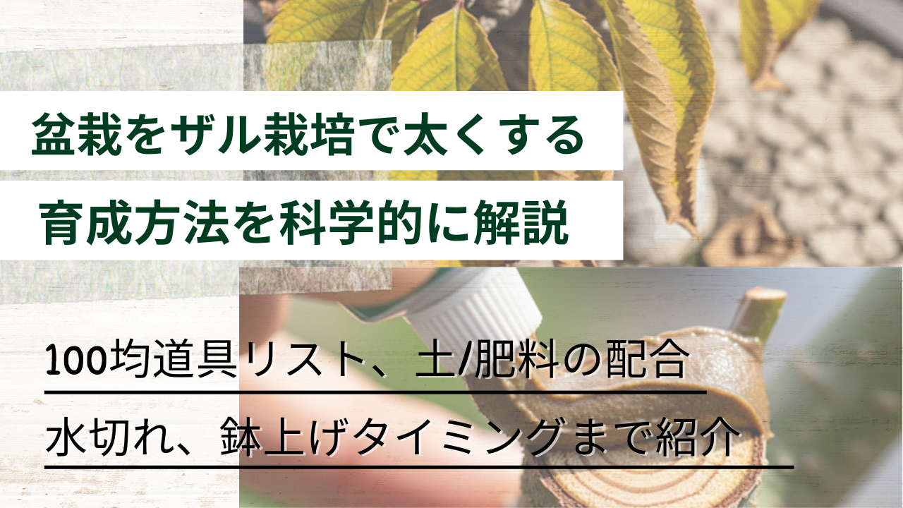 100均道具リスト、土/肥料の配合 水切れ、鉢上げタイミングまで紹介 盆栽をザル栽培で太くする 育成方法を科学的に解説