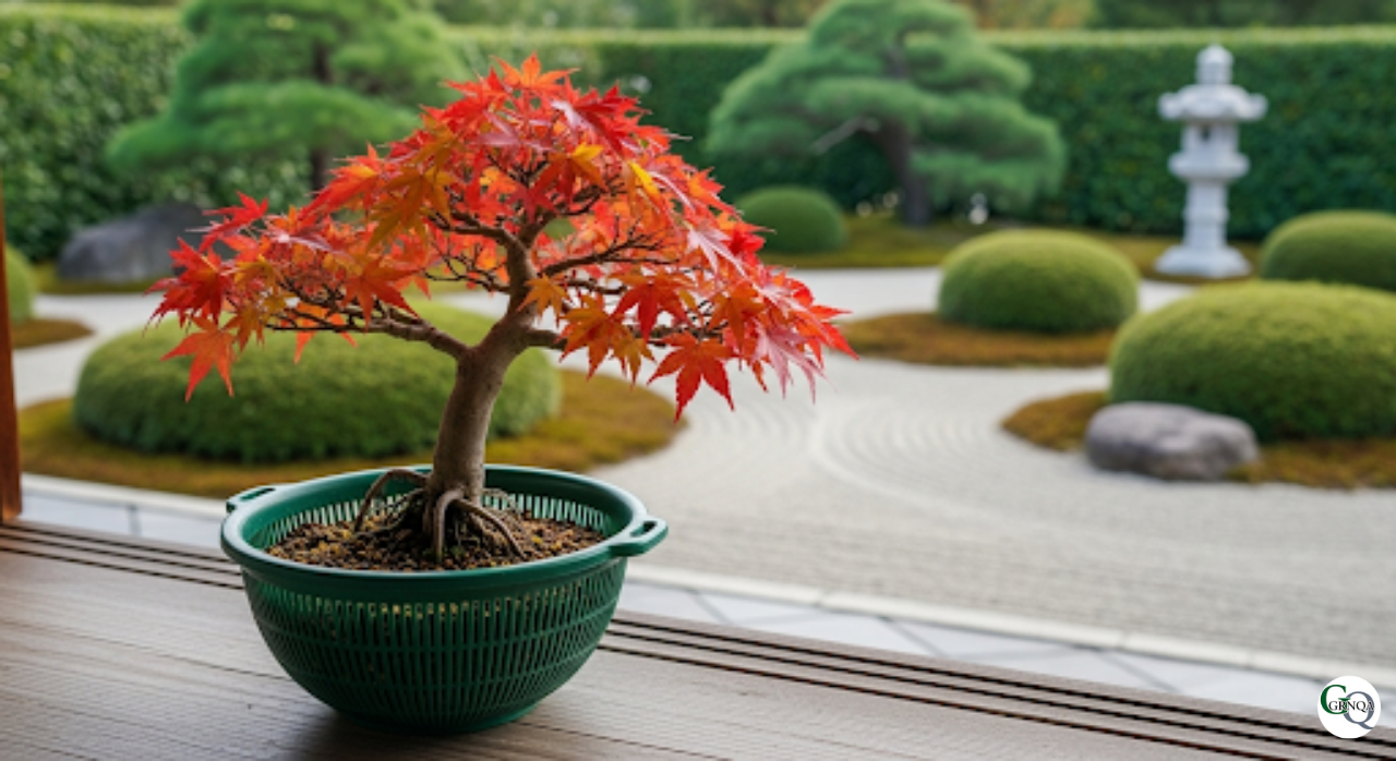 キッチン用のザルに植えられて元気に育つもみじ盆栽