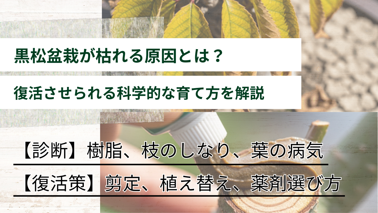 【診断】樹脂、枝のしなり、葉の病気 【復活策】剪定、植え替え、薬剤選び方 黒松盆栽が枯れる原因とは？ 復活させられる科学的な育て方を解説