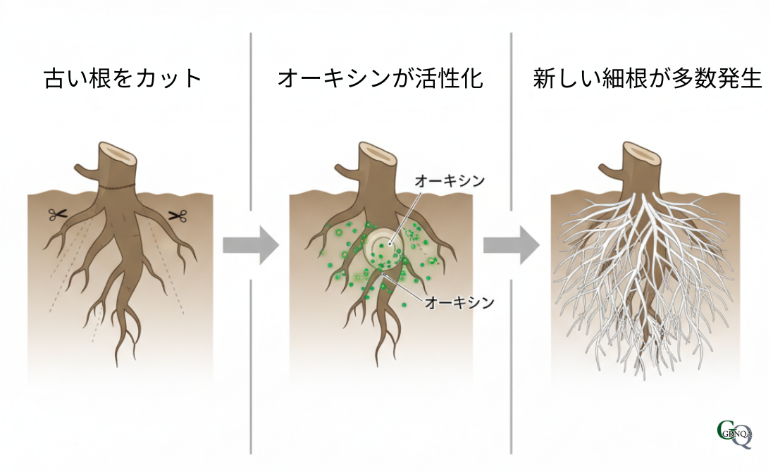 根の再生メカニズムの図解