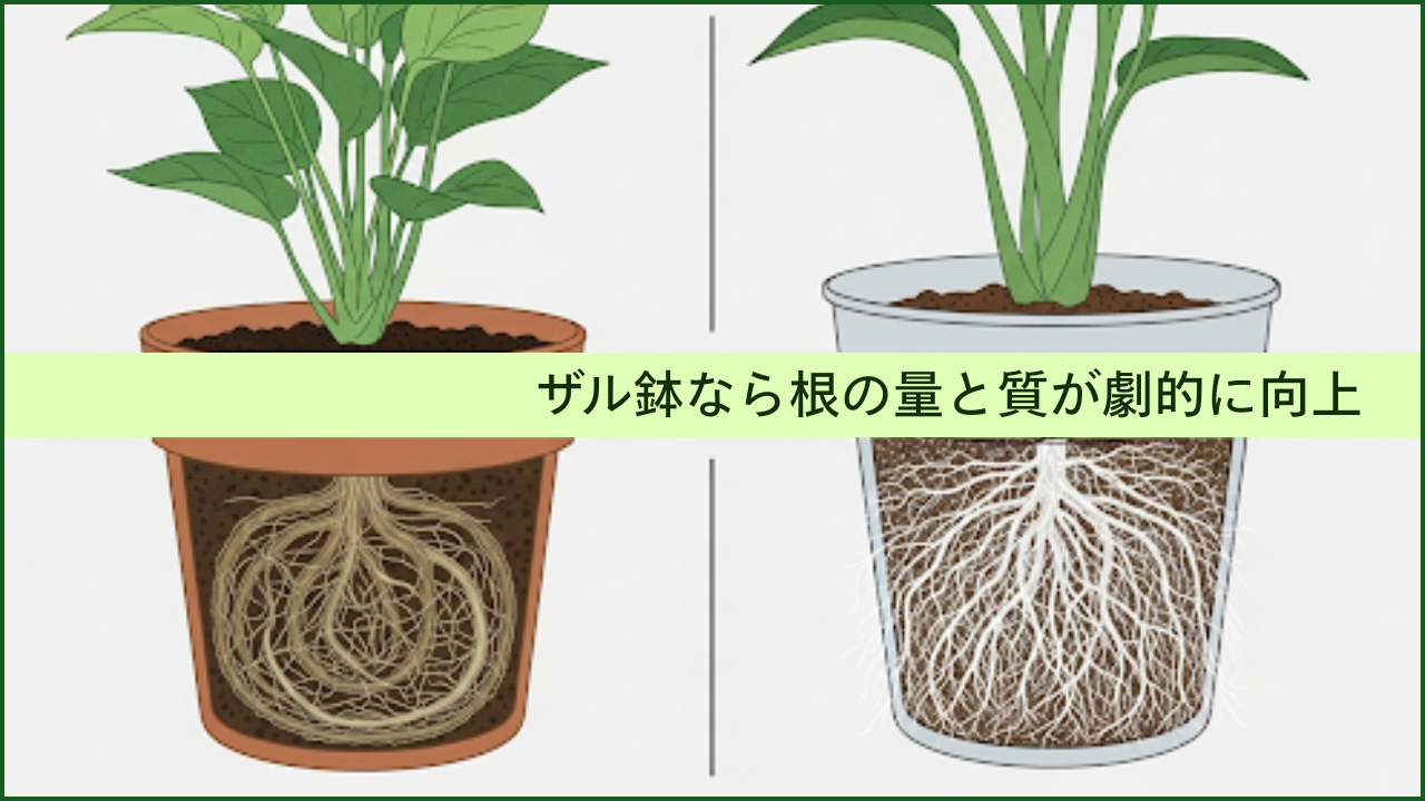 もみじ盆栽を理想の樹形に太くする手順【科学的根拠で実現】 - GRNQA