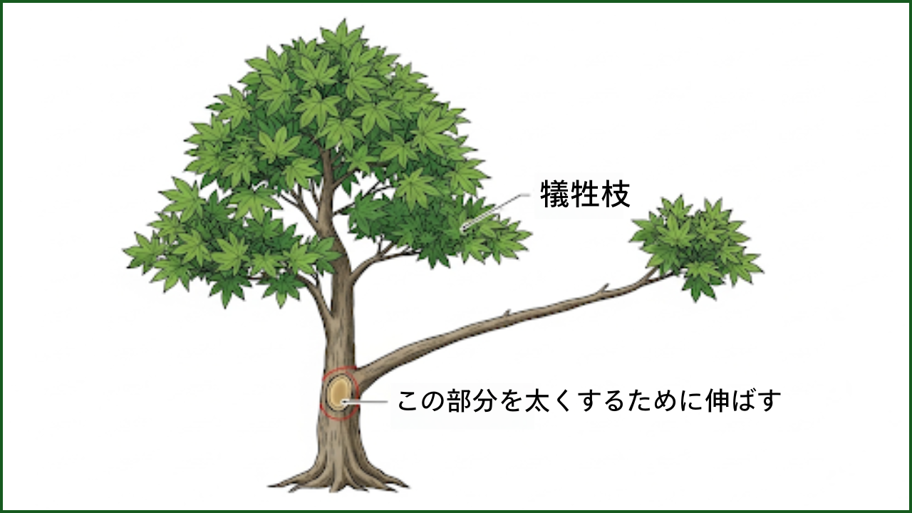 犠牲枝を利用した幹を太くする技術の図解