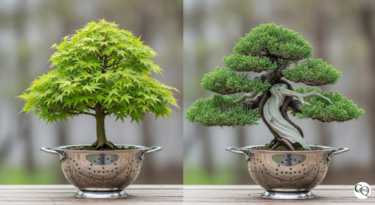 ザルで育成中のもみじ盆栽と真柏盆栽