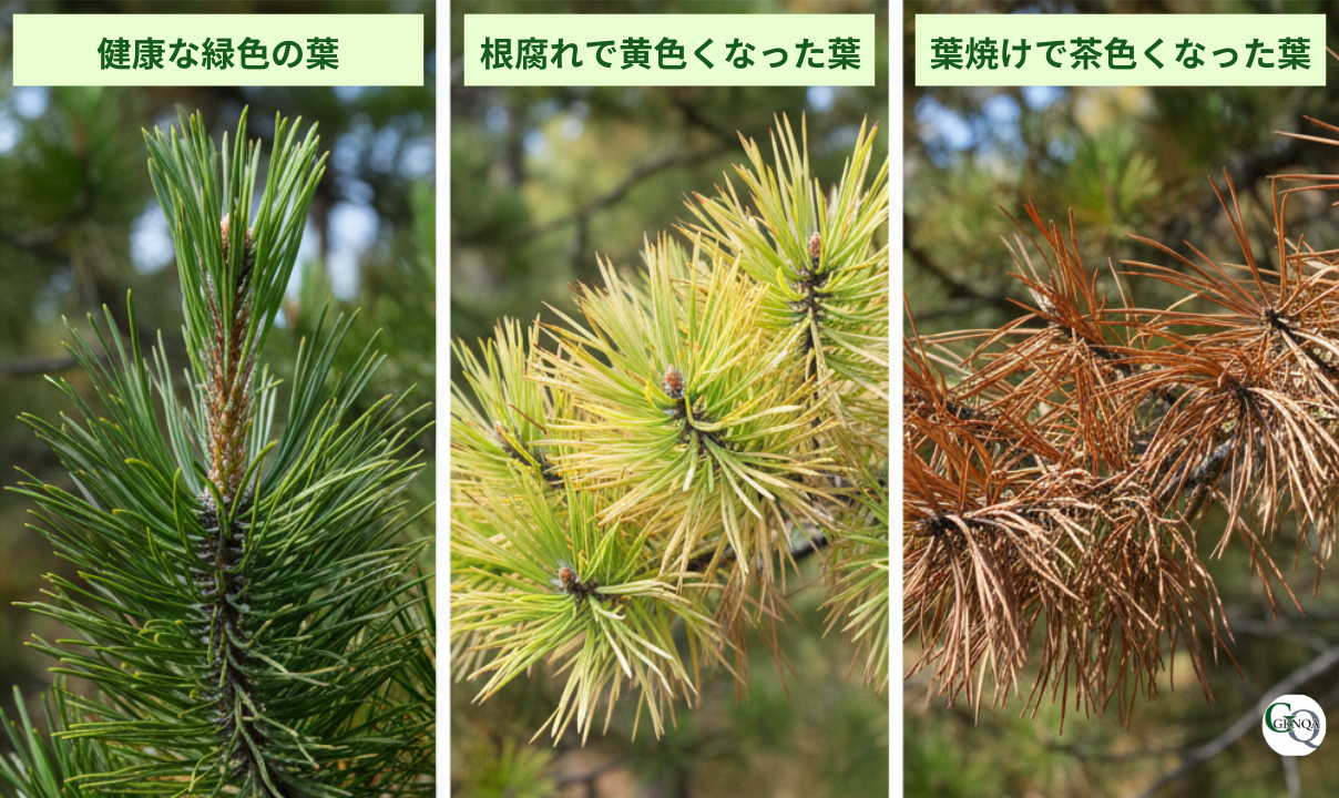 松の葉の危険サイン