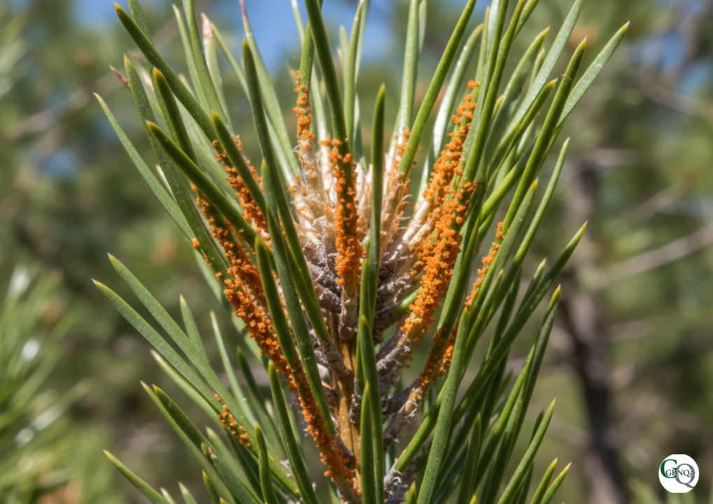 葉さび病によってオレンジ色に変色した黒松の針葉