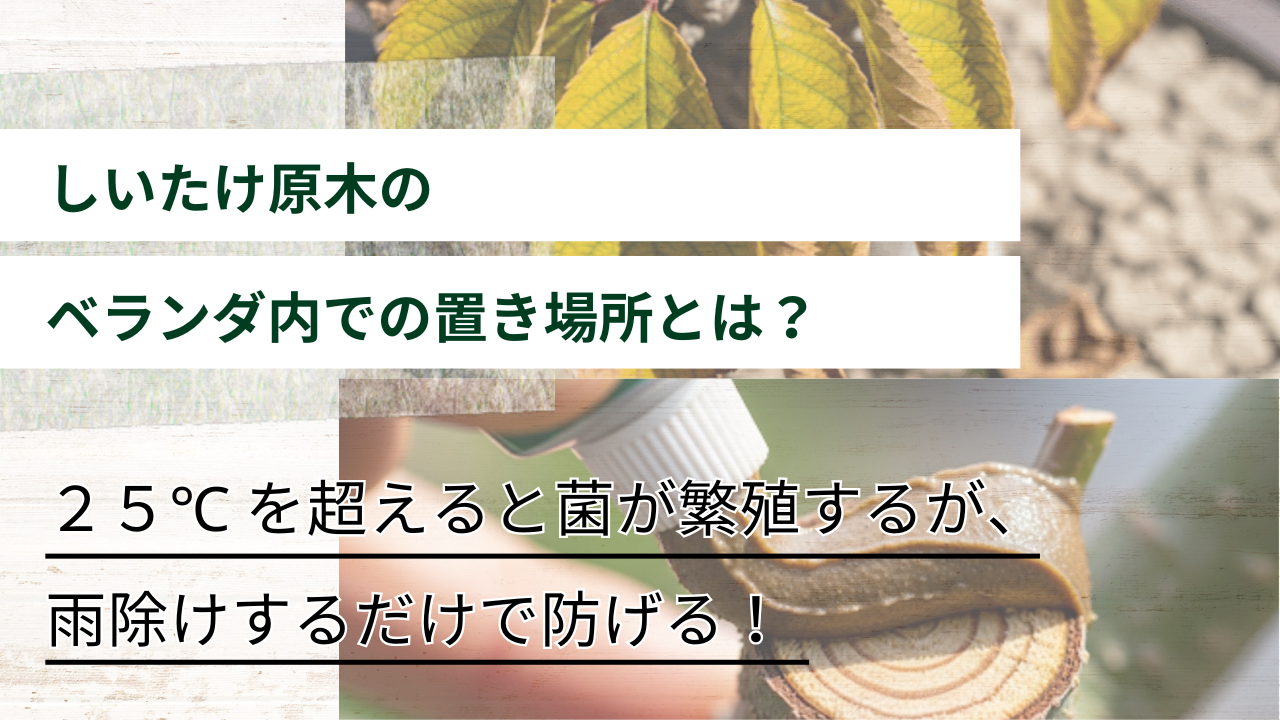 ２５℃ を超えると菌が繁殖するが、 雨除けするだけで防げる！ しいたけ原木の ベランダ内での置き場所とは？