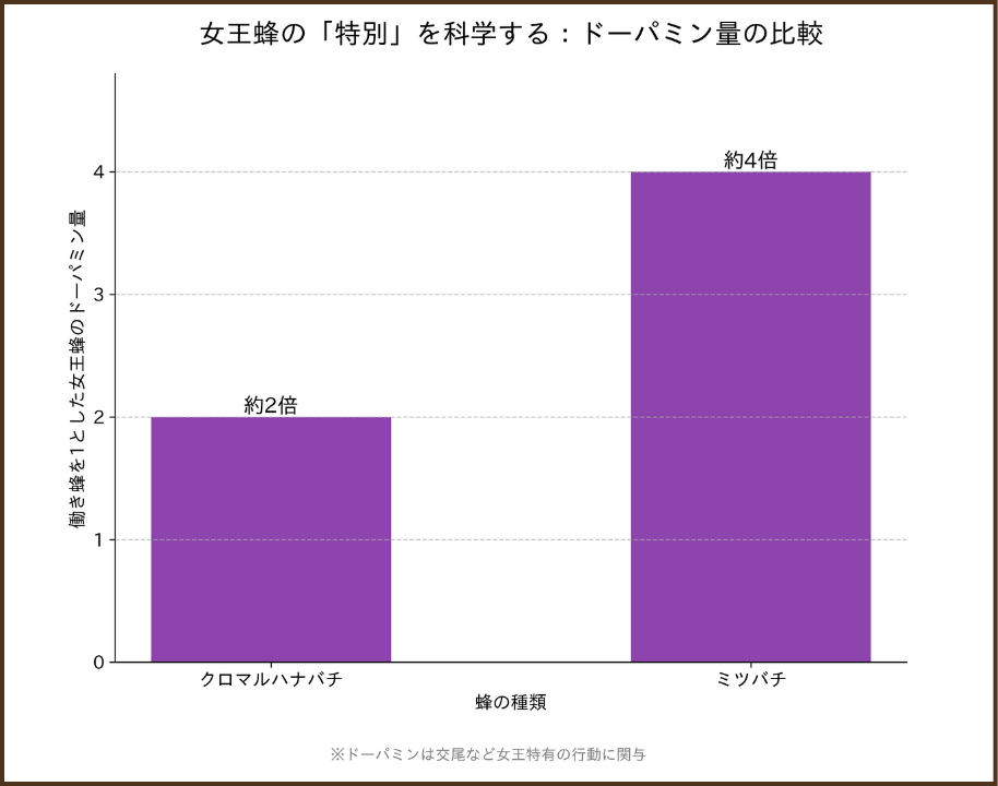 クロマルハナバチとミツバチにおける、働き蜂に対する女王蜂の脳内ドーパミン量の比較グラフ